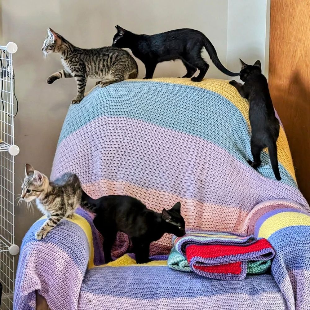 5 kittens exploring a sofa chair 🤩