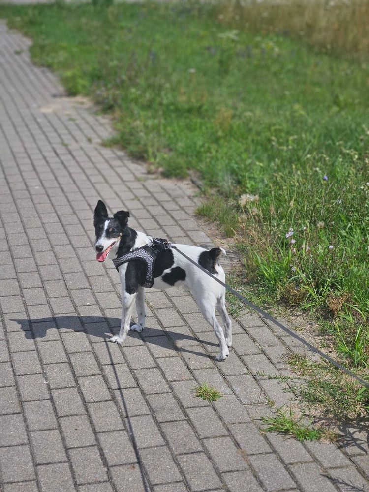 Dog of one of the runners