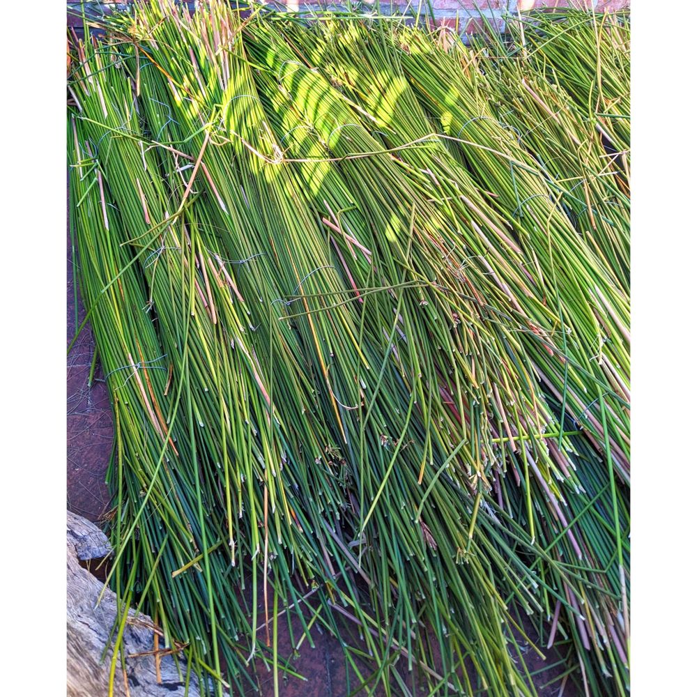Imisi, or Cyperus, freshly harvested. Used by local weavers to make the Xhosa baskets.