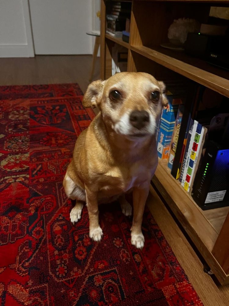 Cute dog sittig down and staring at the camera