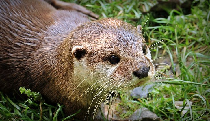 A picture of a North American river otter looking cute as hell. Source: https://commons.wikimedia.org/wiki/File:North_American_river_otter.jpg