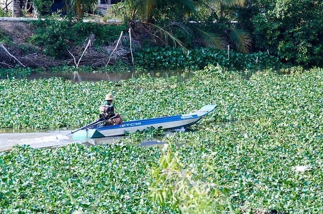 A man rides his boat through a canal choked with water hyacinth in Vietnam. Source: https://commons.wikimedia.org/wiki/File:LucbinhTienGiang.jpg