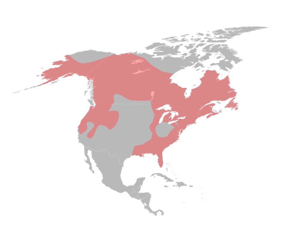 A map showing the distribution of the North American river otter across most of Canada, the Pacific Northwest, the Northeast US, and Southeast US. Source: https://commons.wikimedia.org/wiki/File:LontraCanadensisMap.svg