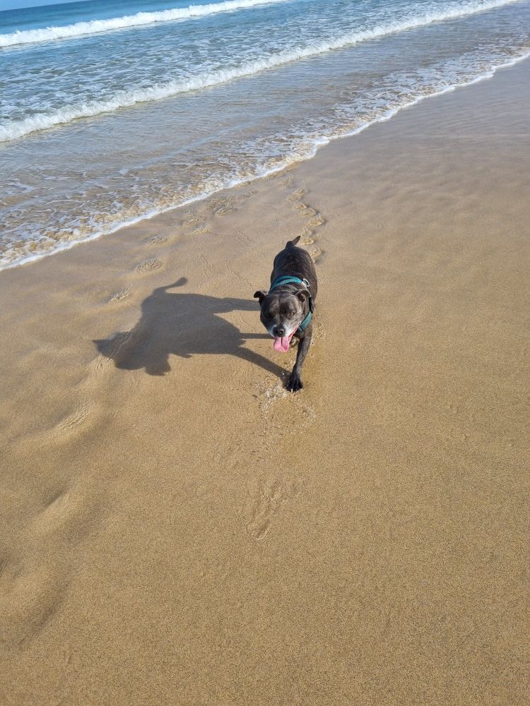 Nelly our dog happily trotting on the wave line of a sandy beach on a calm, sunny day