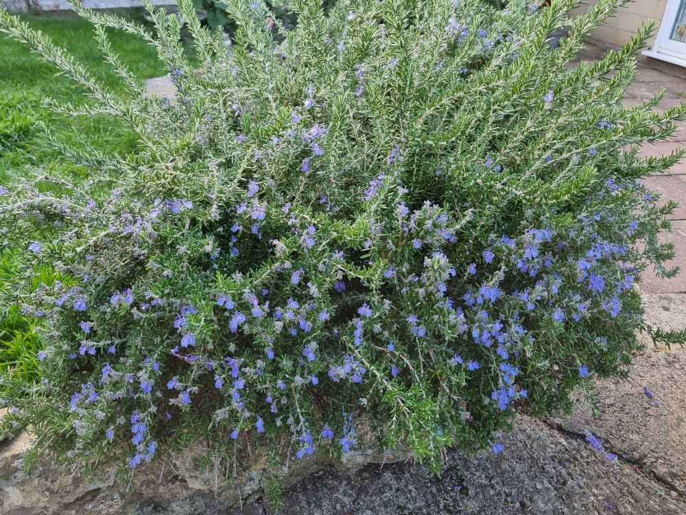 rosemary bush that is full of tiny purple blossoms and generally very actively growing/alive