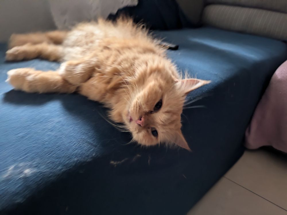 half asleep orange cat lying while her head almost hang off the sofa