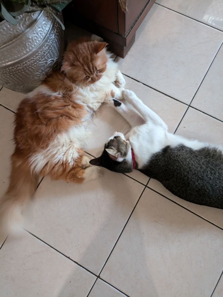 two cats lying on the floor and their front paws are touching