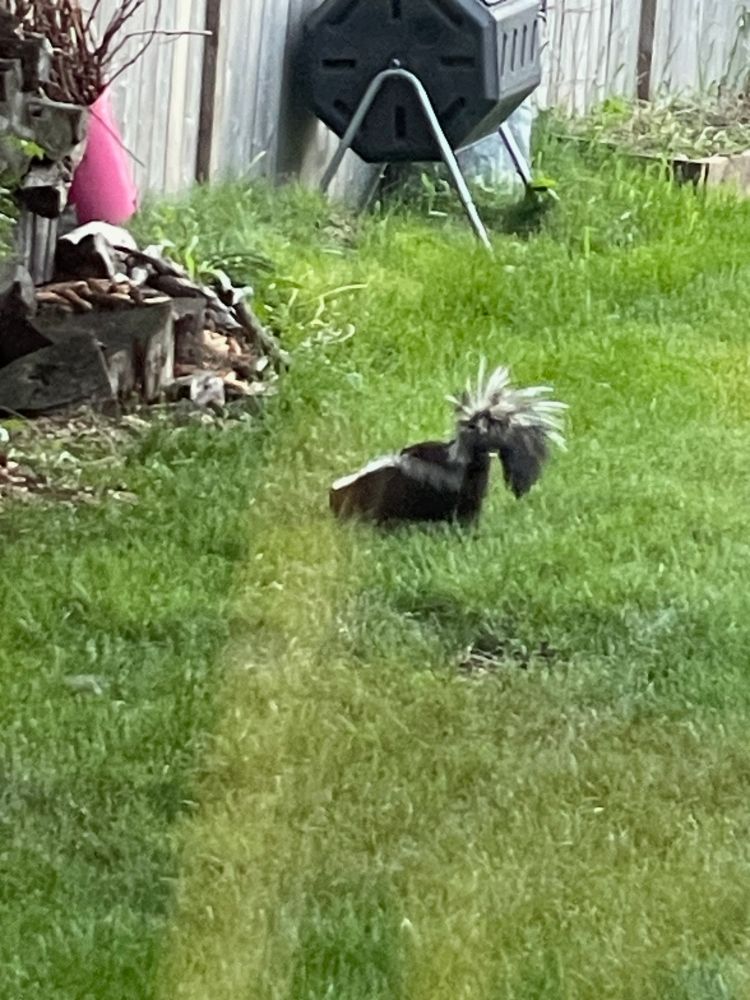 A photo of a foraging skunk in back yard, taken through a picture window.