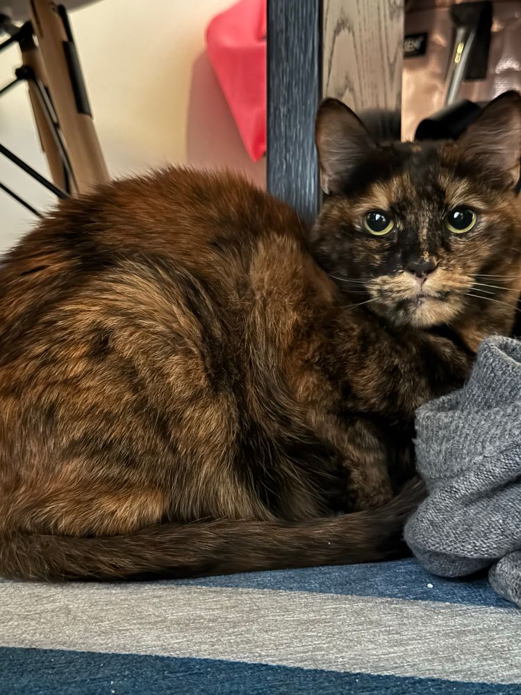a tortoiseshell cat in loaf position with her tail wrapped around her body, looking up at the camera with big green eyes