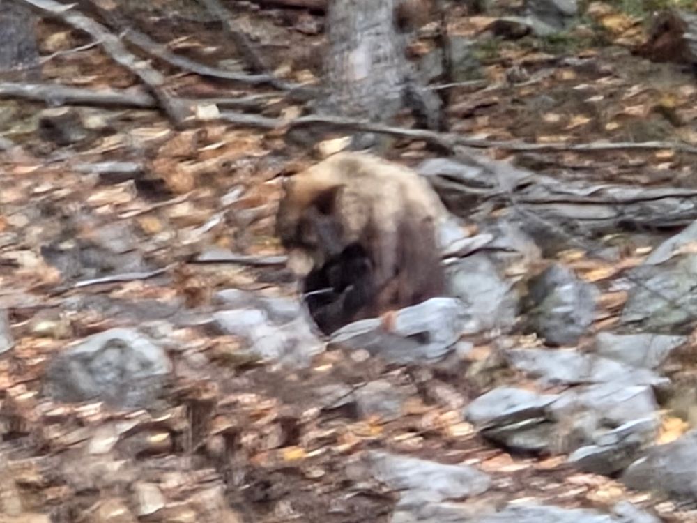 A brown blur on a brown blurry background that can barely be distinguished as a bear.
