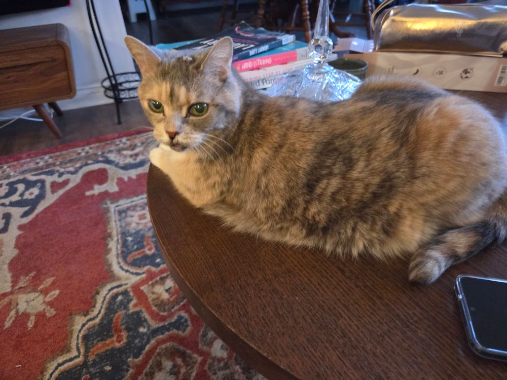 Chelsea the cat on my coffee table.