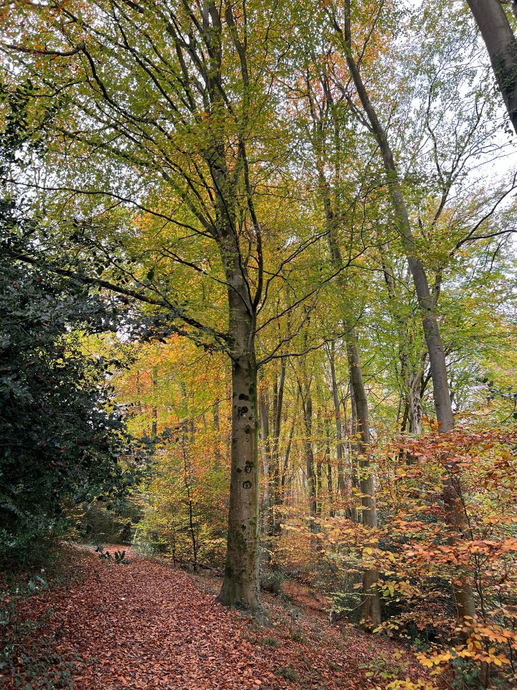Path leading through woodland with leaves in yellows and greens