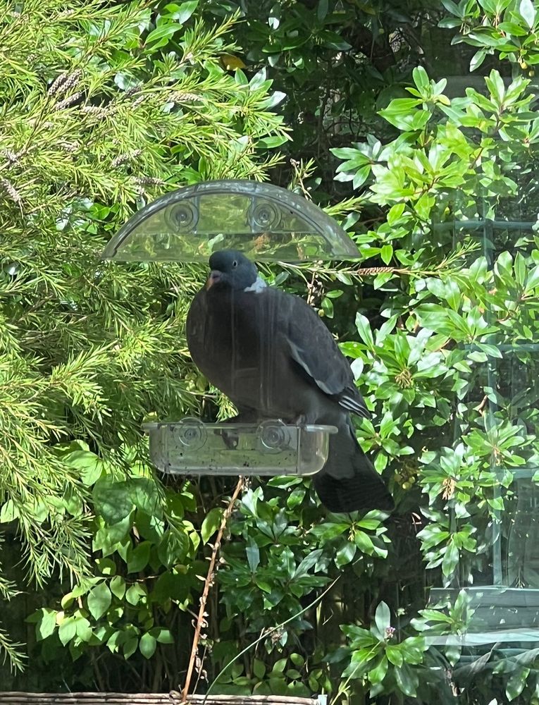 Common wood pigeon sitting on a tray of bird food attached to a window
