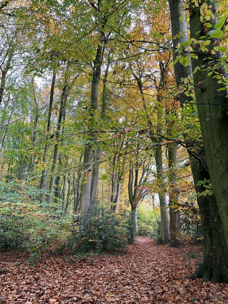 Woodland path going through trees with leaves in Autumn colours, yellows and reds and some still green.