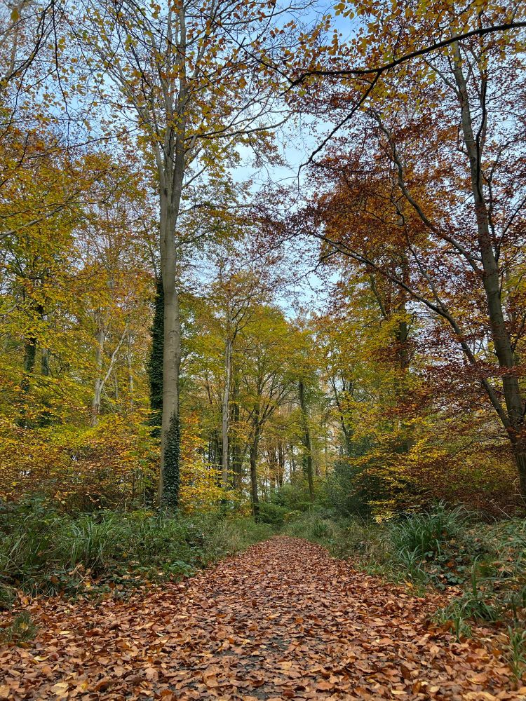 Woodland path covered in leaves, going under trees with leaves in green, yellow and reds