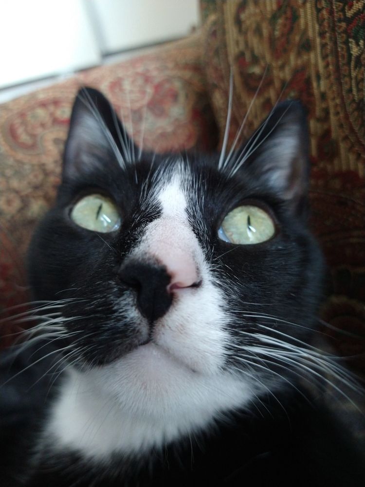 A close up of a tuxedo cat's face.