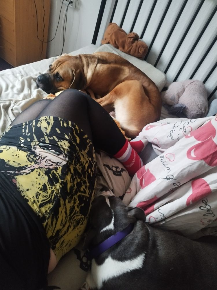 Ein Foto von oben aufs Bett. Darauf zu sehen sind die Beine einer liegenden Person, eine graue Bulldogge und ein brauner Cane Corso.