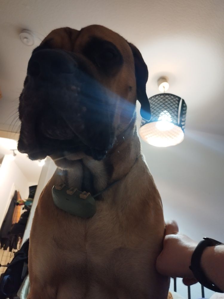 Ein braun-schwarzer Cane Corso, der herab schaut und gestreichelt wird.