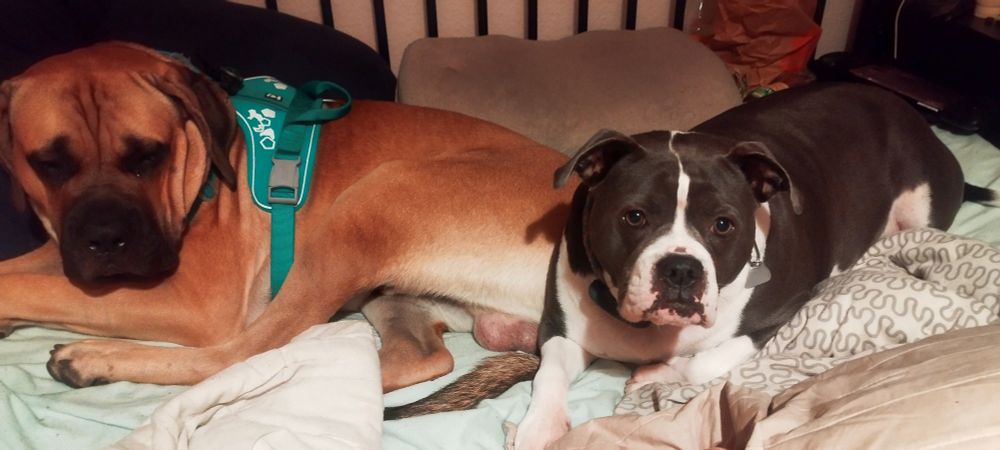 Ein brauner Cane Corso und eihe graue Bulldogge, die auf dem Bett liegen