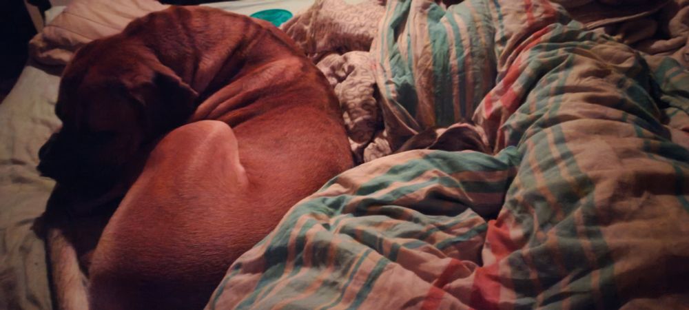 Ein Teil eines Betts.
Daurauf liegt ein brauner Cane Corso, neben dem sieht man unter einer Decke den Kopf einer Bulldogge herausgucken.