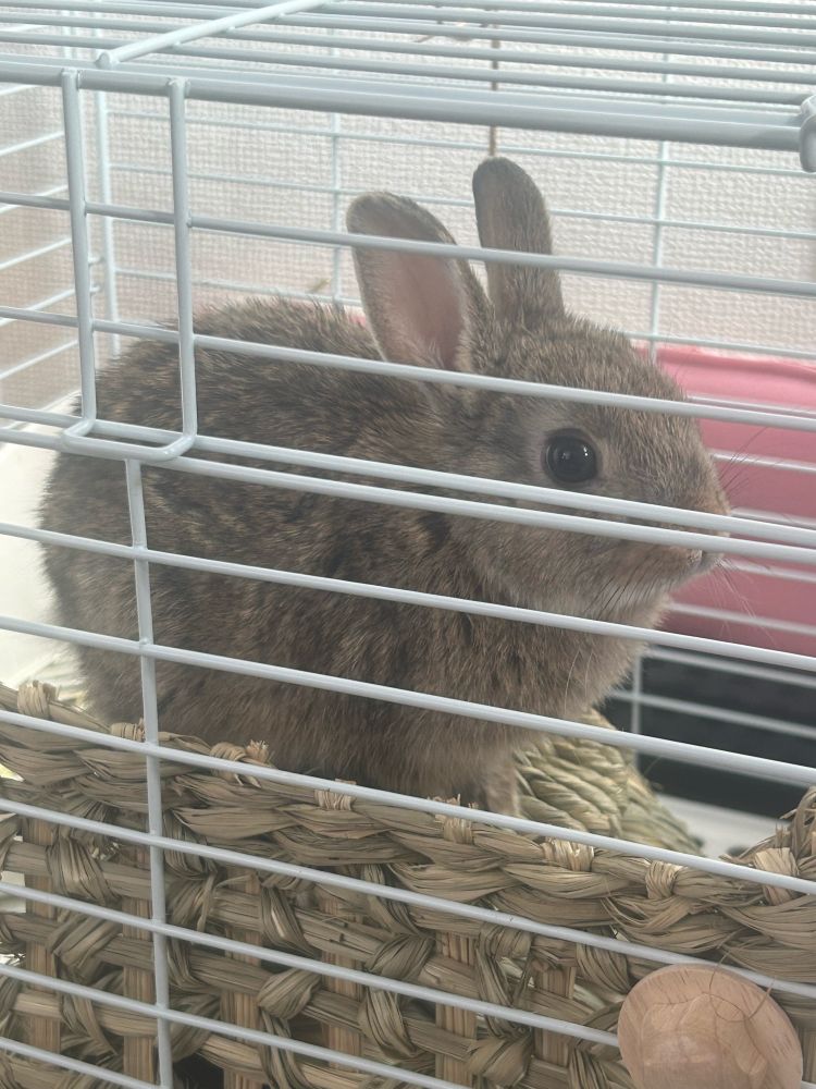 かまくらの上に乗り、高みから外の様子をうかがううさぎのコハクくん