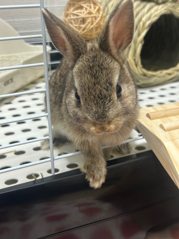 飼い主の話を聞くために耳をこちらに傾けているうさぎのコハクくんです。(ネザーランドドワーフ)