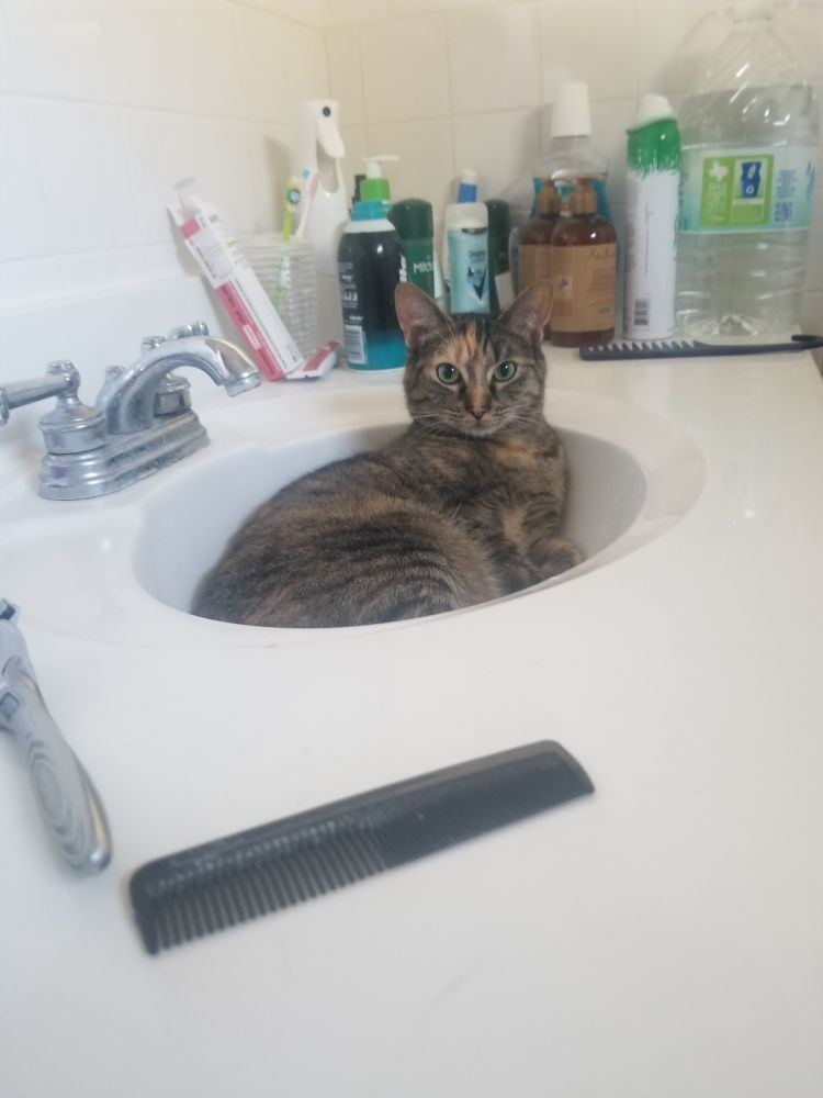 Ginger in the sink