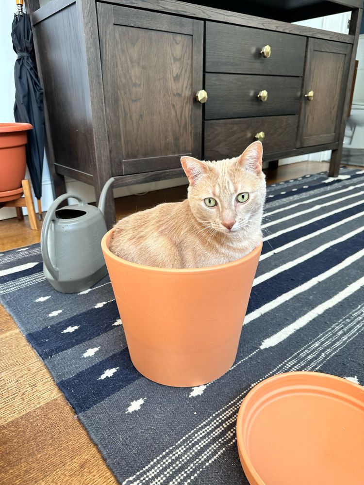 My son Doug. He is a cat. 