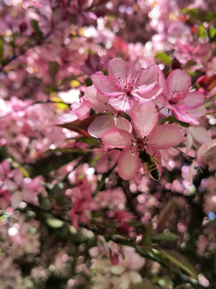 A bee visits a bundle of cherry blossoms