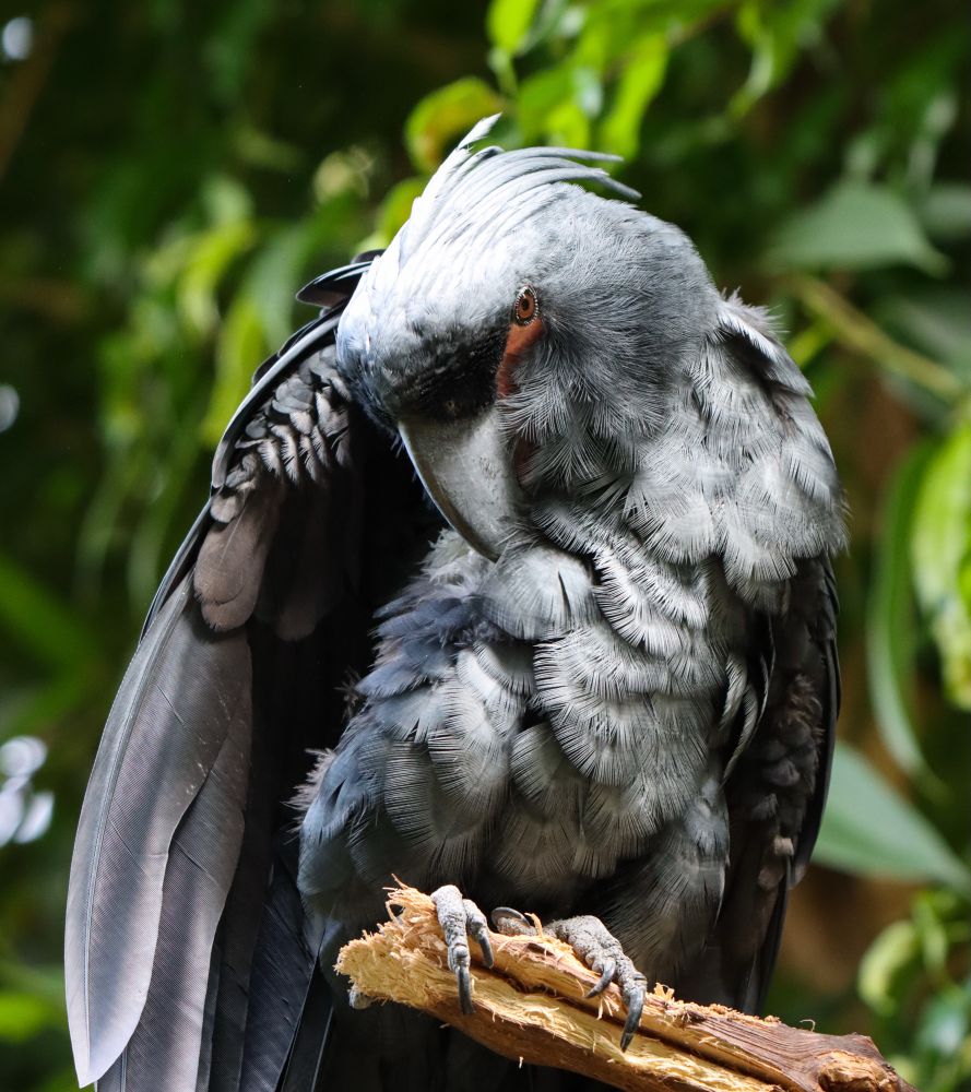 A palm cockatoo perched on a branch, cleaning its intricate fan-like chest feathers. One round red eyecan be seen. 