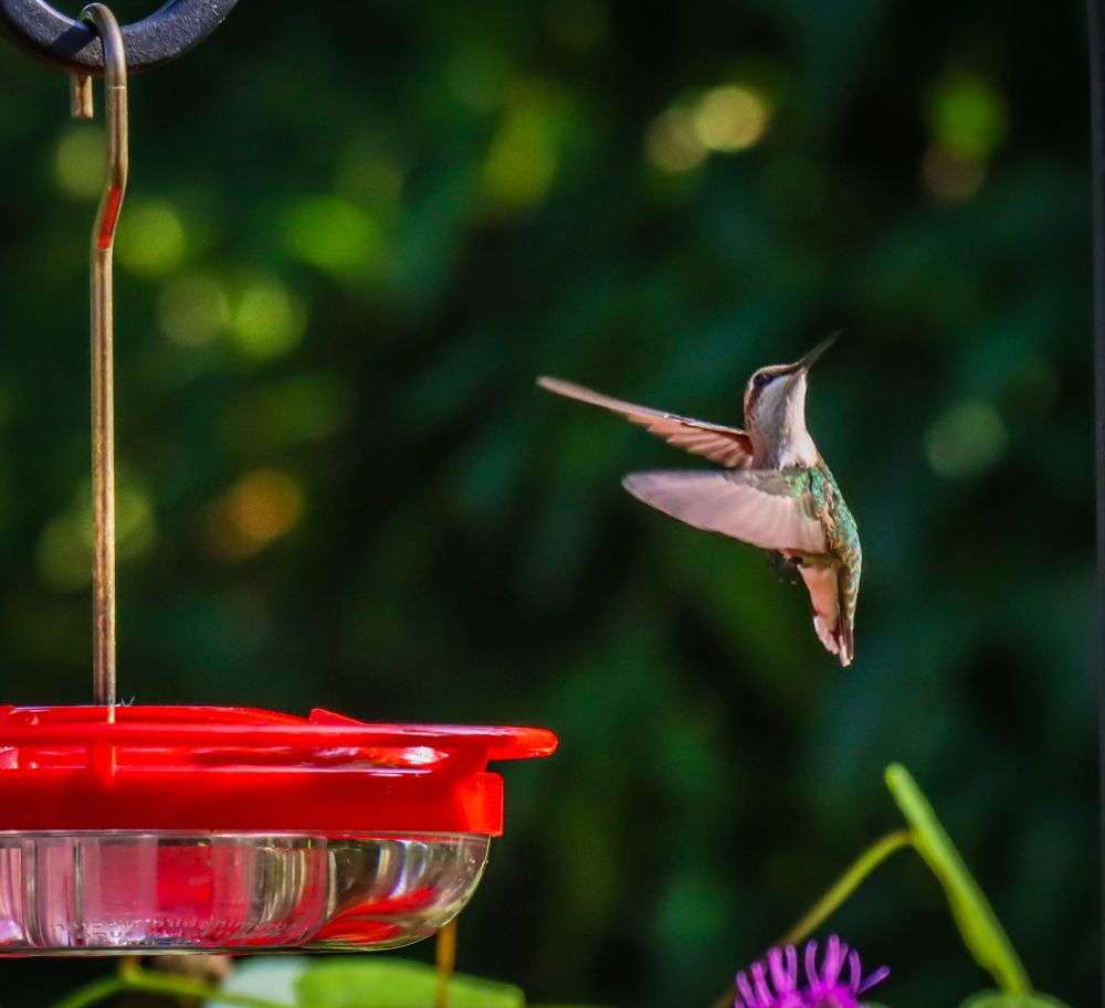 A hummingbird hovers facing left toward a red feeder, its wings extended in front if its body, but its head is turned to the right and upward, looking for threats. 