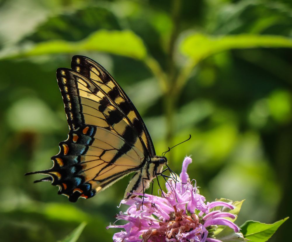 Profile viee of butterfly feeding on wildflower. Wings are yellow with black, red and blue spots at the edges. The tops of the wings are backlit by the sun. 