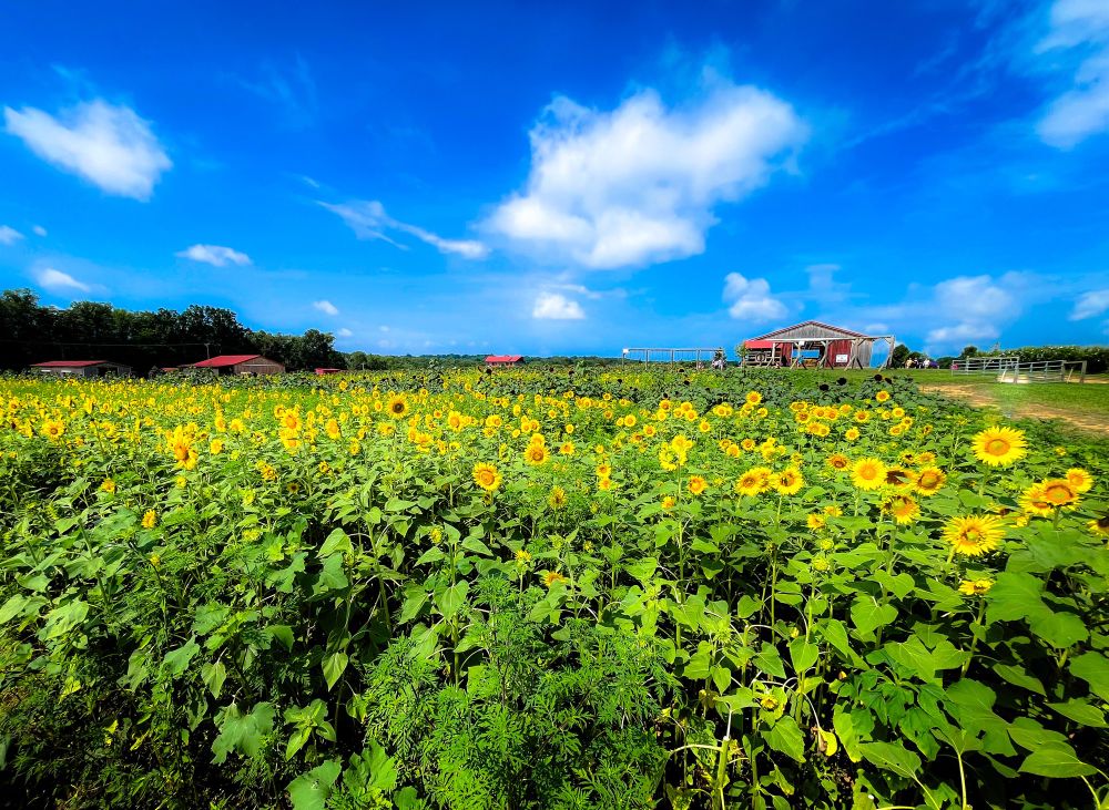 Field of sunflowers, a few farm buildings in the background below a deep blue sky with wispy white clouds