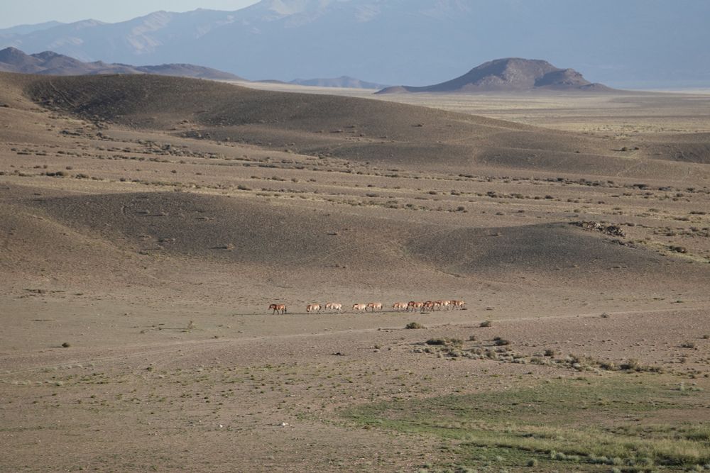 Vast landscape of the Gobi Desert with a band of golden takhi in the middle distance.