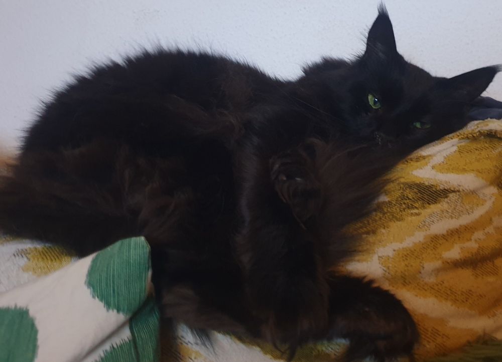 Senji, gros chat noir, lové dans le canapé la tête posee, les yeux a moitié ouverts et qui semble avoir la flemme.