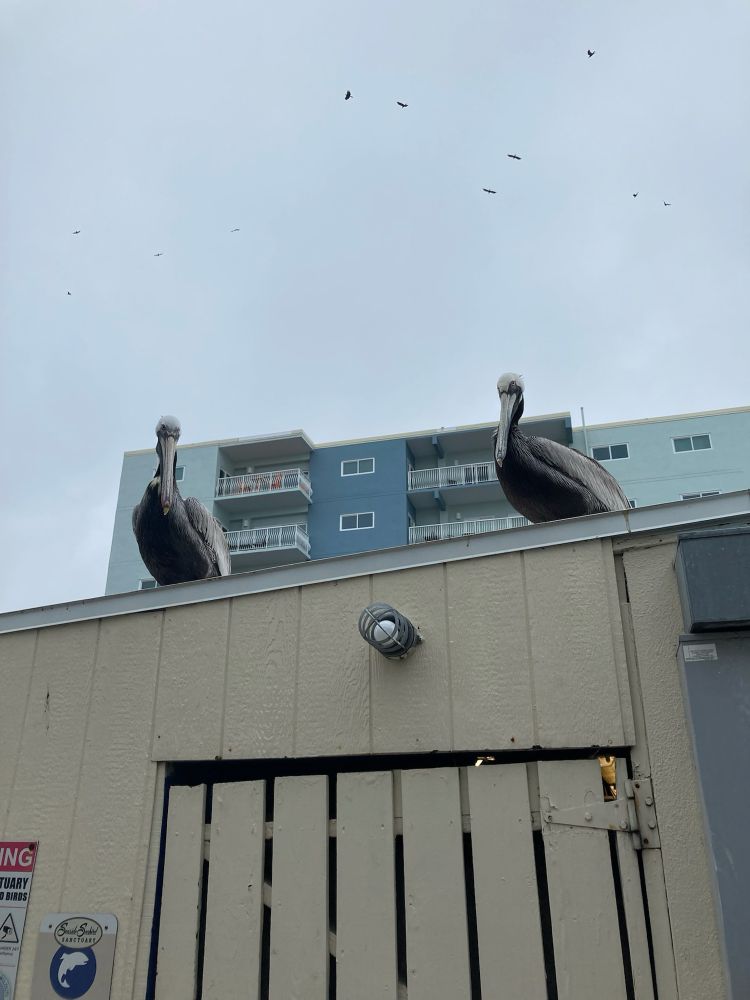 Two pelicans sitting on the roof of a bird sanctuary in Florida. 