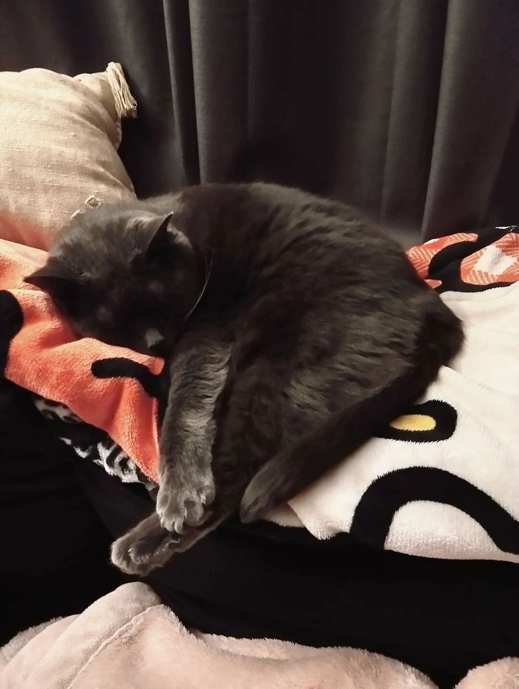 Cute grey kittycat lays curled up on blankets.