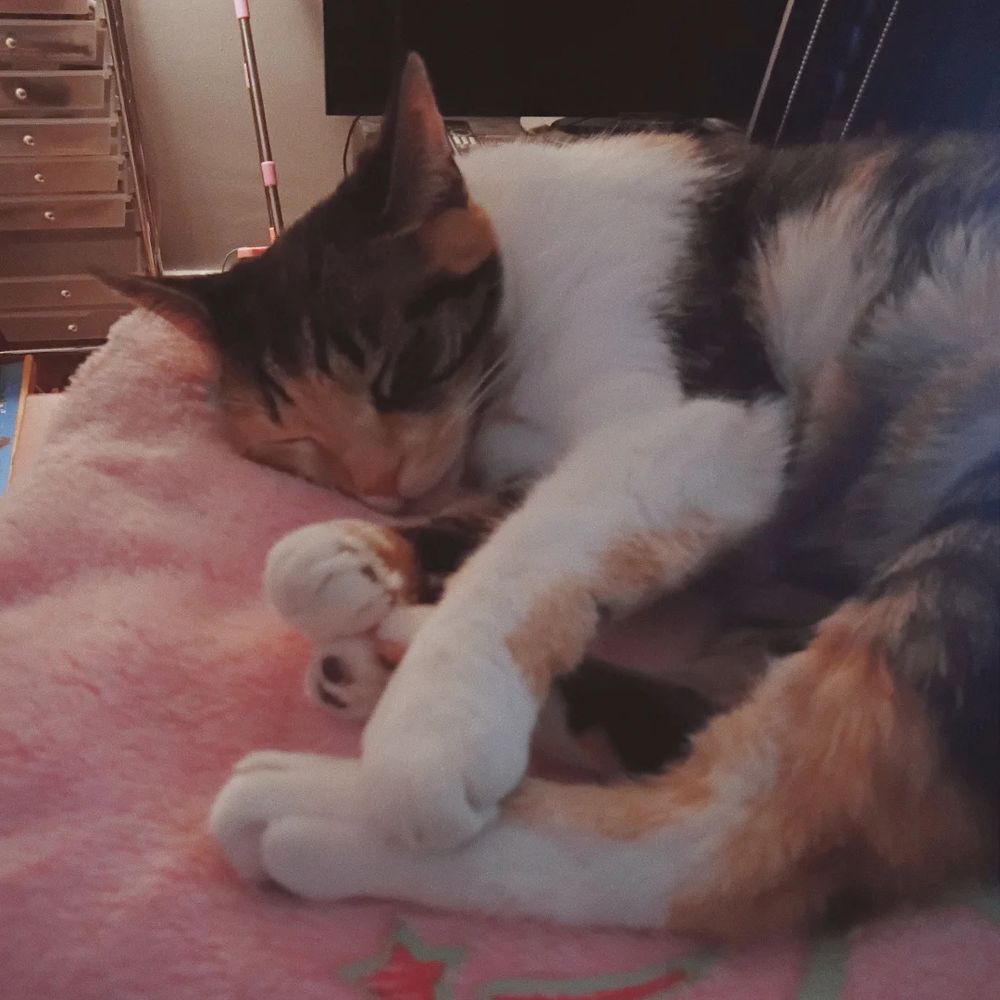 Little calico is curled up asleep on her pink blanket. 
