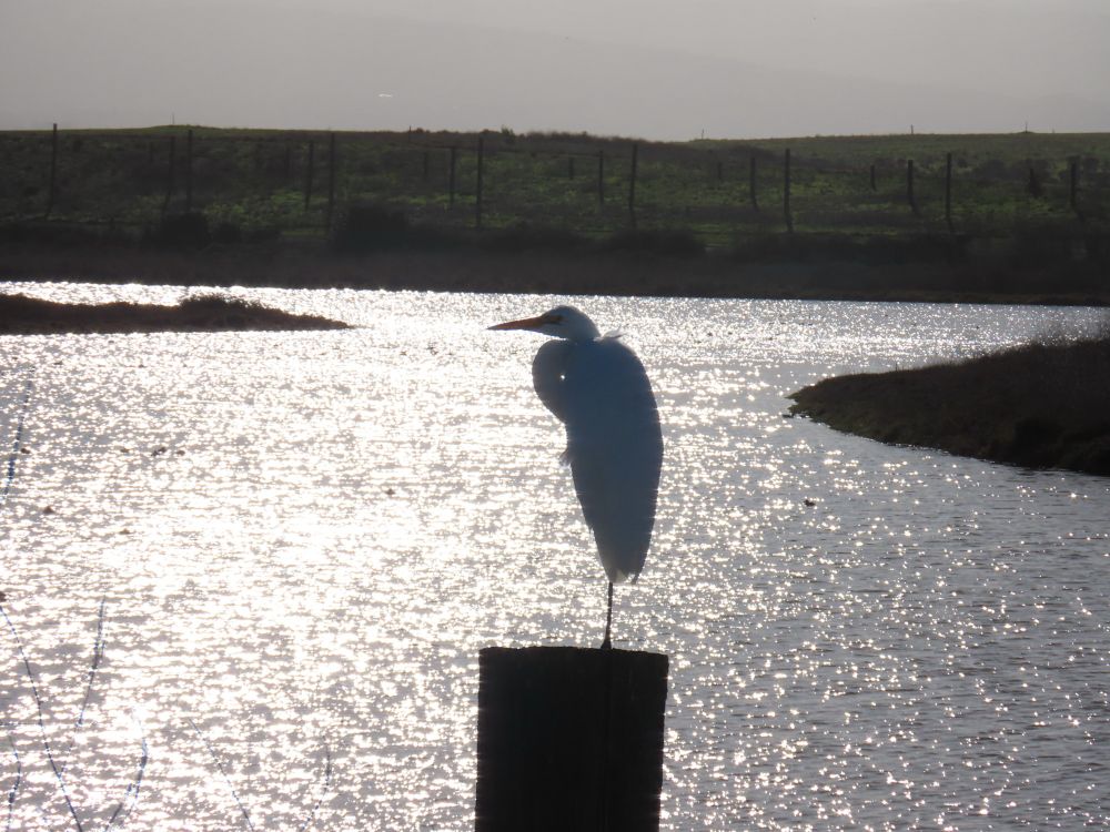 Great Egret, SF Baylands