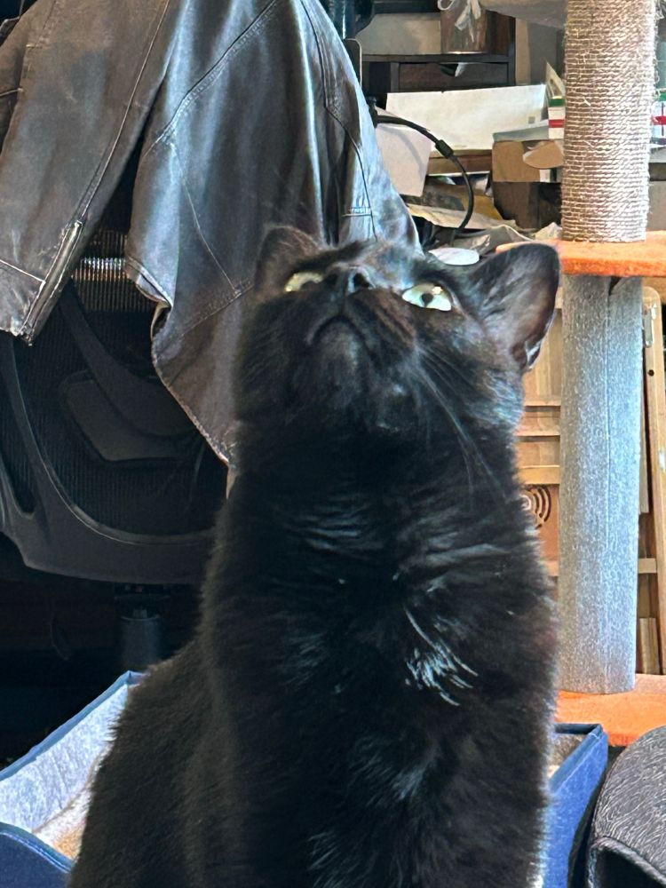 Different angle of same cat, somehow even more powerfully derpy