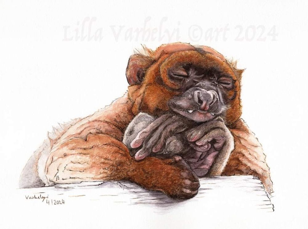 Mit Tuschefarben gezeichnete große Bambuslemur schlafend.