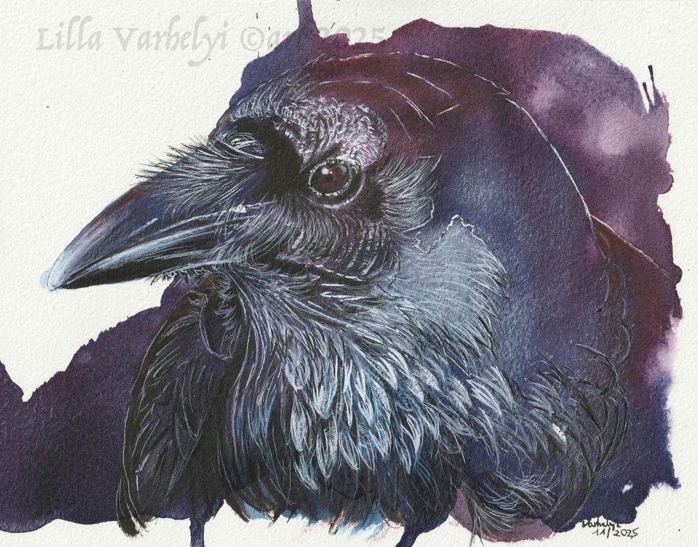 mit Tuschefarben gemalter Rabenvogel im expressiven Stil. Blau- violettfarbig mit weißen Höhungen.