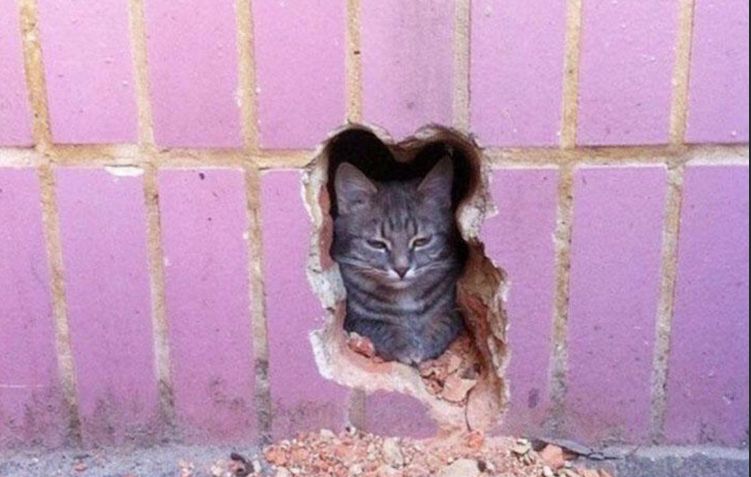 tabby cat sitting in a pink brick wall. a perfectly cat-shaped hole has been chiseled around them