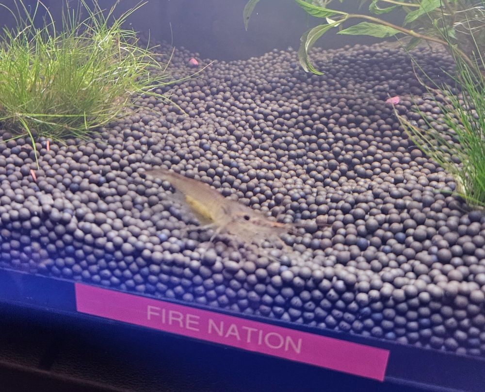 A tinged, gravid Whisker Shrimp, standing over a pink label saying "Fire Nation"