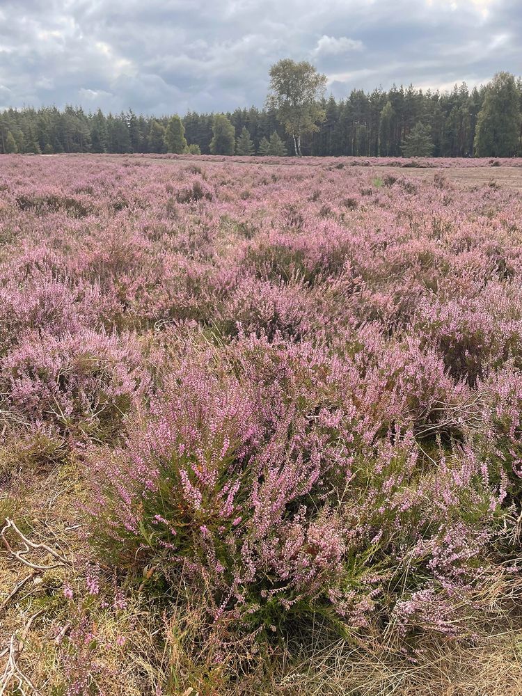 Das Bild zeigt die violett blühende Heide. Im Hintergrund ist ein Streifen Bäume zu sehen und der blaue, leicht bewölkte Himmel.