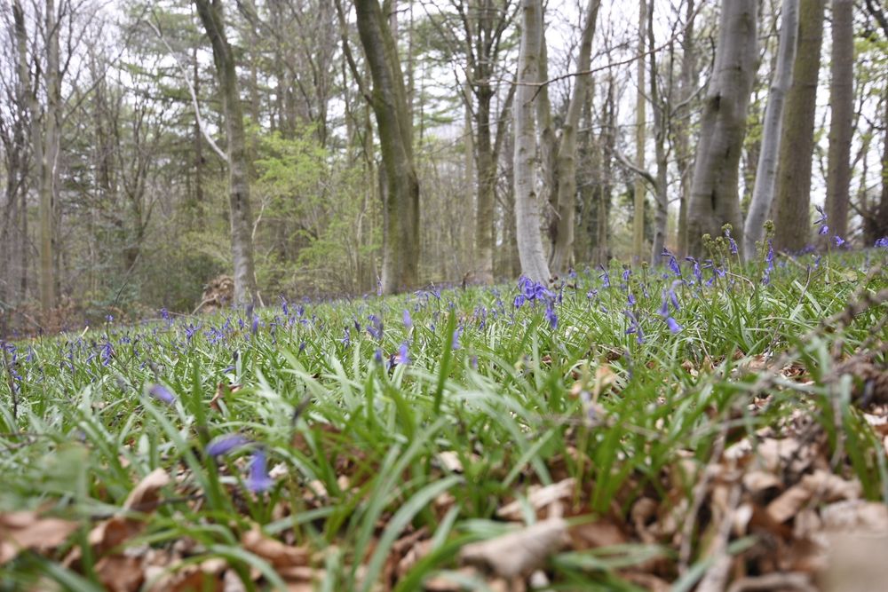 Bluebells beginning to carpet a patch of woodland floor. Not quite fully covering the ground yet!