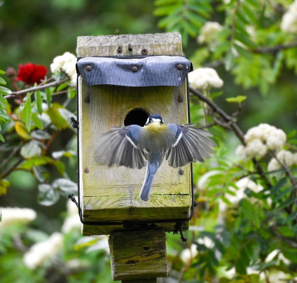 A back view of a great tit with outstretched wings. Just about to arrive at the nest box. 