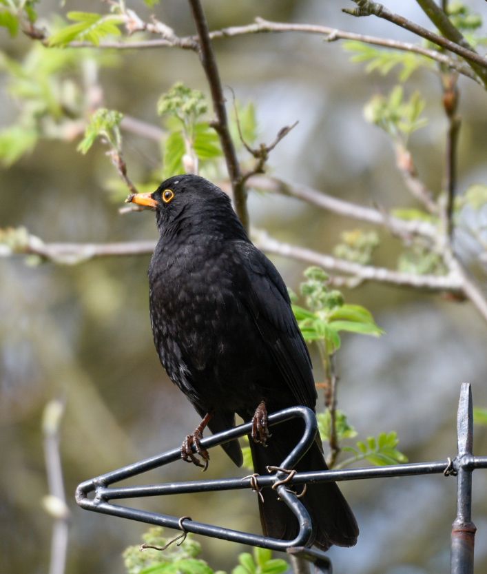 A male blackbird sitting on a weather vane. A little bit of mud or food on the end of his yellow beak. 