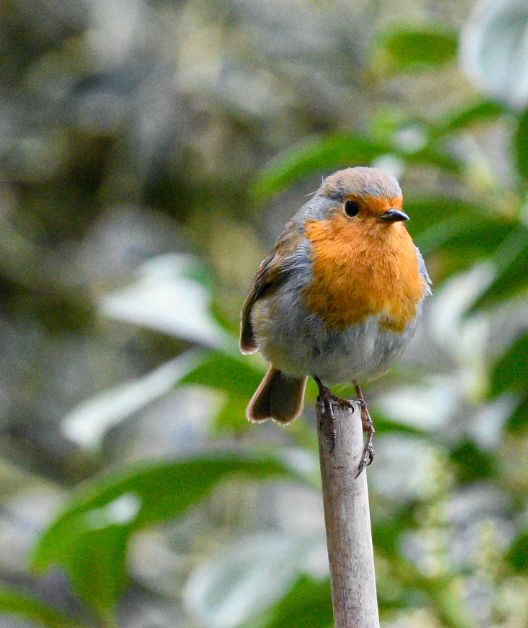 A robin sitting on top of a bamboo cane.