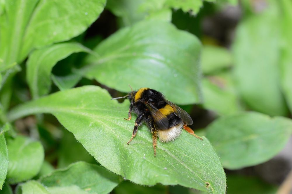 A black and yellow banded bumblebee with a white tail sitting on a leaf. 